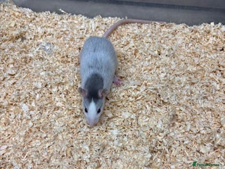 Rat rodents Male & female rats for sale - Advert 1