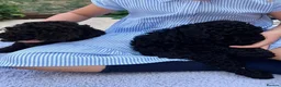 Miniature Poodle dogs for sale: Brown chocolate miniatures poodle - Advert 4