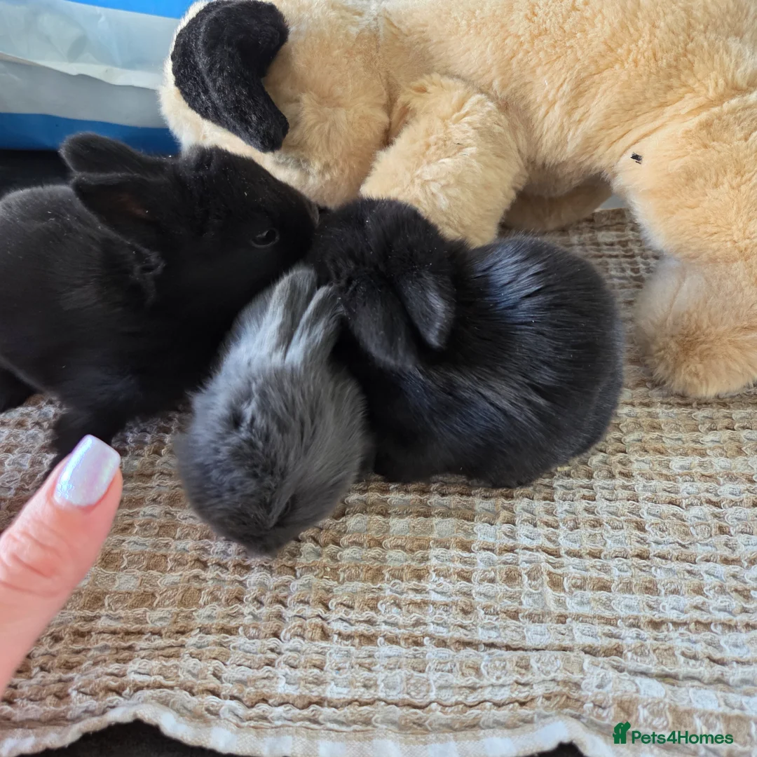 Mini Lion Lop rabbits for sale: Cutest bunnys  in Gillingham - Advert 1