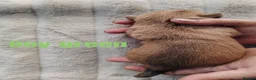 Yorkshire Terrier dogs for sale: Golden yorkie  - Advert 11