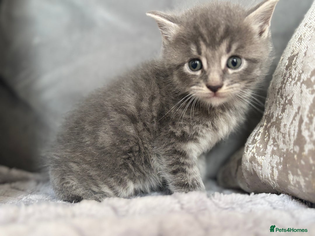 Maine Coon cats for sale: MainecoonxBritish (JOSIE please message me ) - Image 7