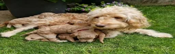 Cockapoo dogs for sale: Cockapoo Puppies Looking for Their Forever Homes in Reading - Advert 1