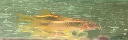Corys fish for sale: Various species of Corydoras. Adult breeding pairs - Advert 15