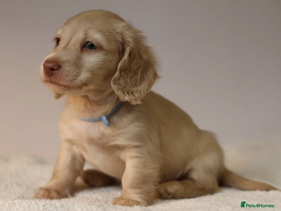 Miniature Dachshund dogs for sale: 5*Licensed+CREAMLONGHAIR+KCreg+PRACLEAR+Vetchecked - Advert 16