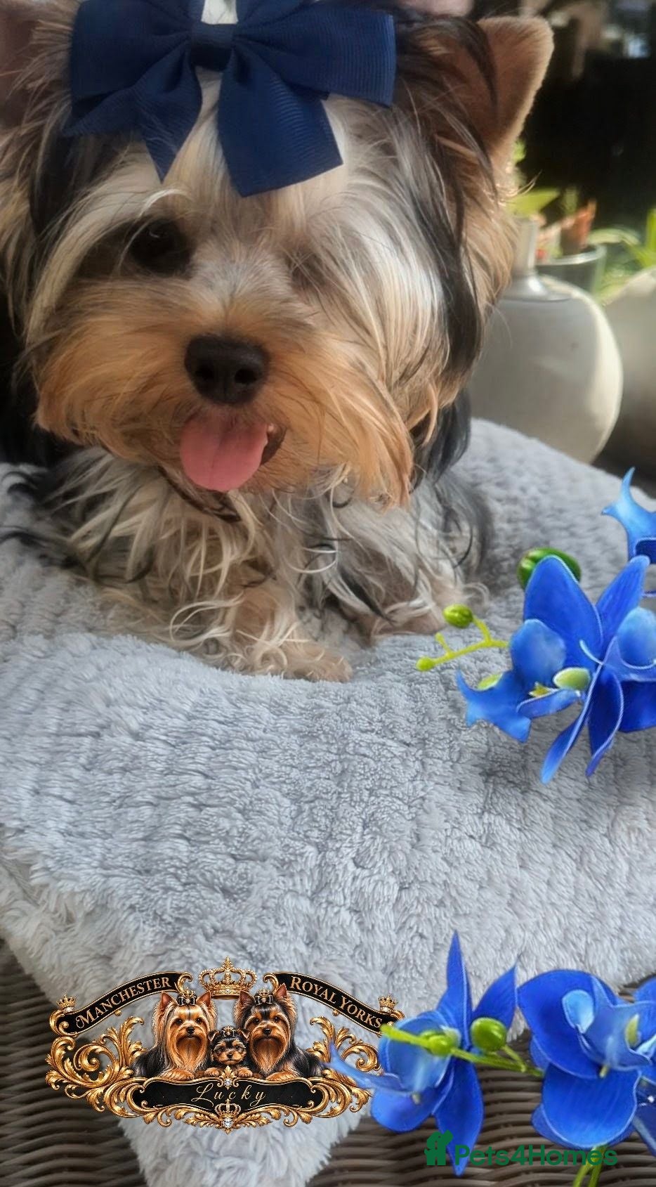 Yorkshire Terrier dogs 👉Yorkshire Terrier Pups–KC Lines, Health Checked - Advert 12