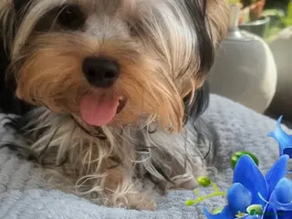 Yorkshire Terrier dogs 👉Yorkshire Terrier Pups–KC Lines, Health Checked - Advert 4