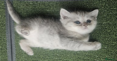 British Shorthair cats - Advert 3