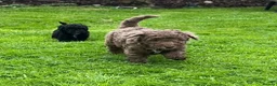 Bordoodle dogs for sale: F3b Golden Merle bordoodle minature boy - Advert 7