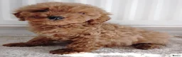 Cavapoo dogs for sale: F1 Cavapoo Puppies  - Advert 11