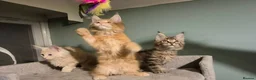 Maine Coon cats for sale: Fluffy Maine Coon kittens - Advert 6