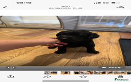 Australian Labradoodle dogs for sale: Puppy  - Image 10