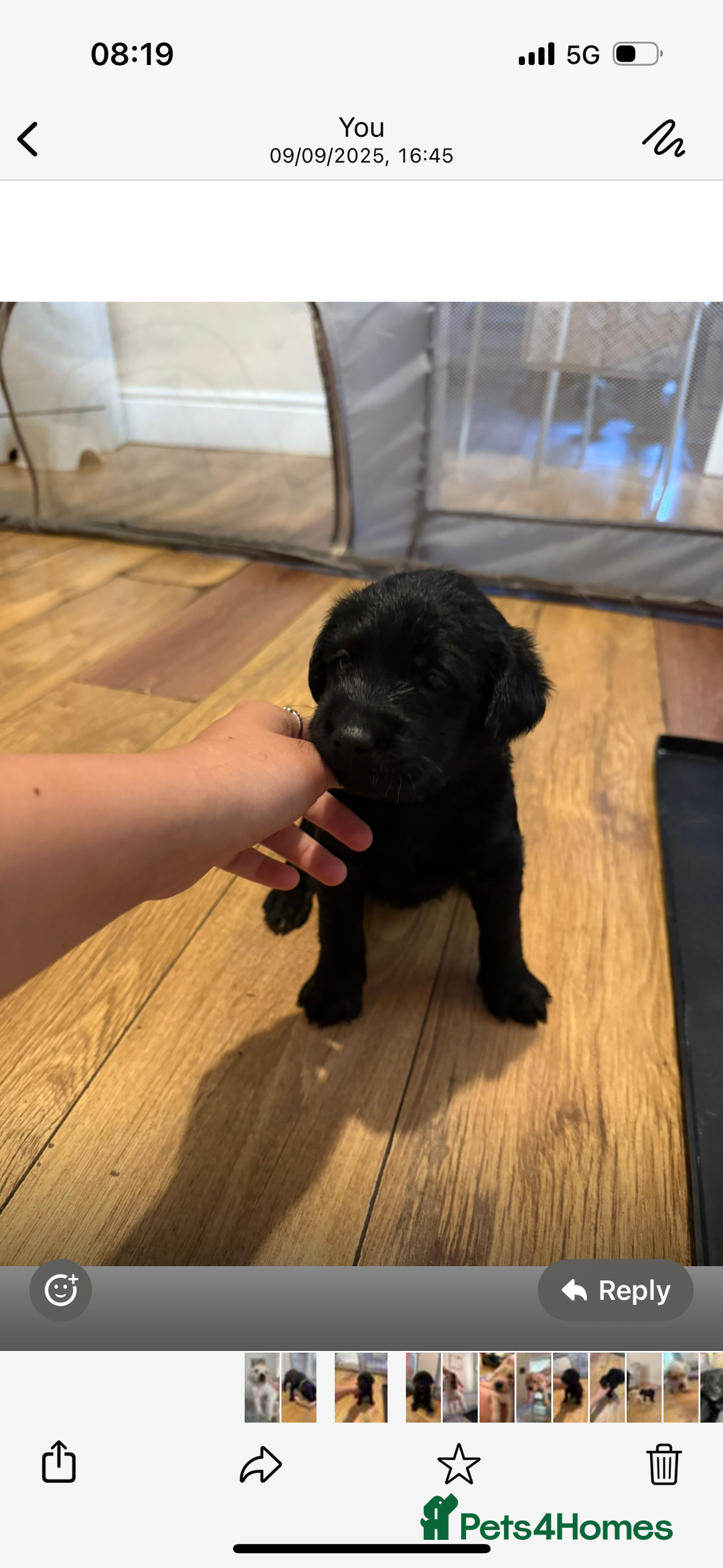 Australian Labradoodle dogs for sale: Puppy  - Image 10