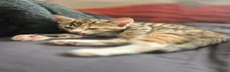 Mixed Breed cats for sale: Kittens available - Advert 18