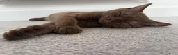 Mixed Breed cats for sale: Looking for a New Home for Our 3-Month-Old Kitten in Chelmsford - Advert 3