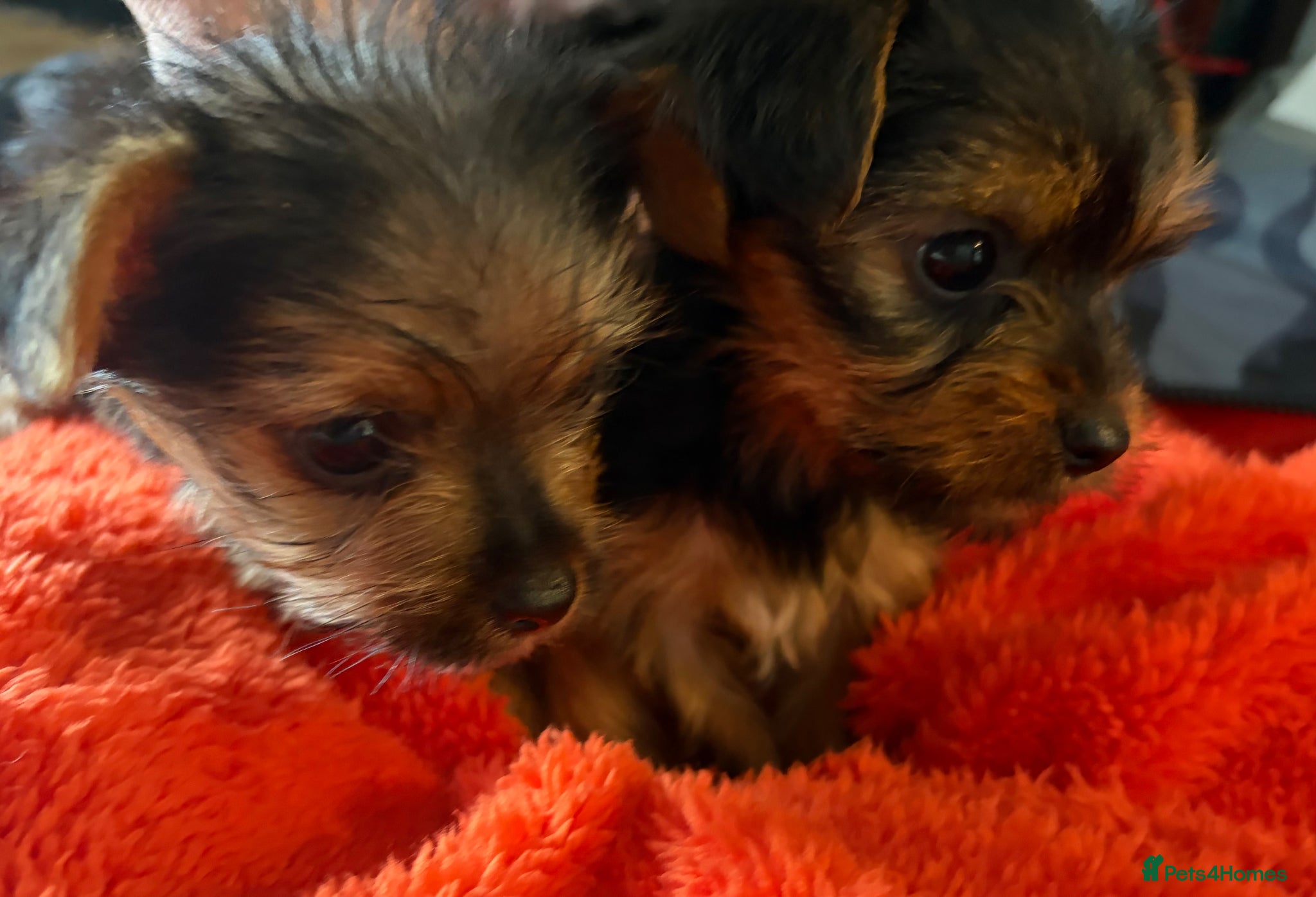Yorkshire Terrier dogs 4 gorgeous puppies looking for their forever home - Advert 2