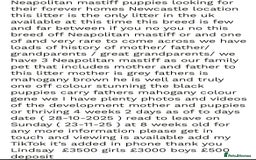 Mastiff dogs for sale: Mastiff puppies (Neapolitan) - Advert 28