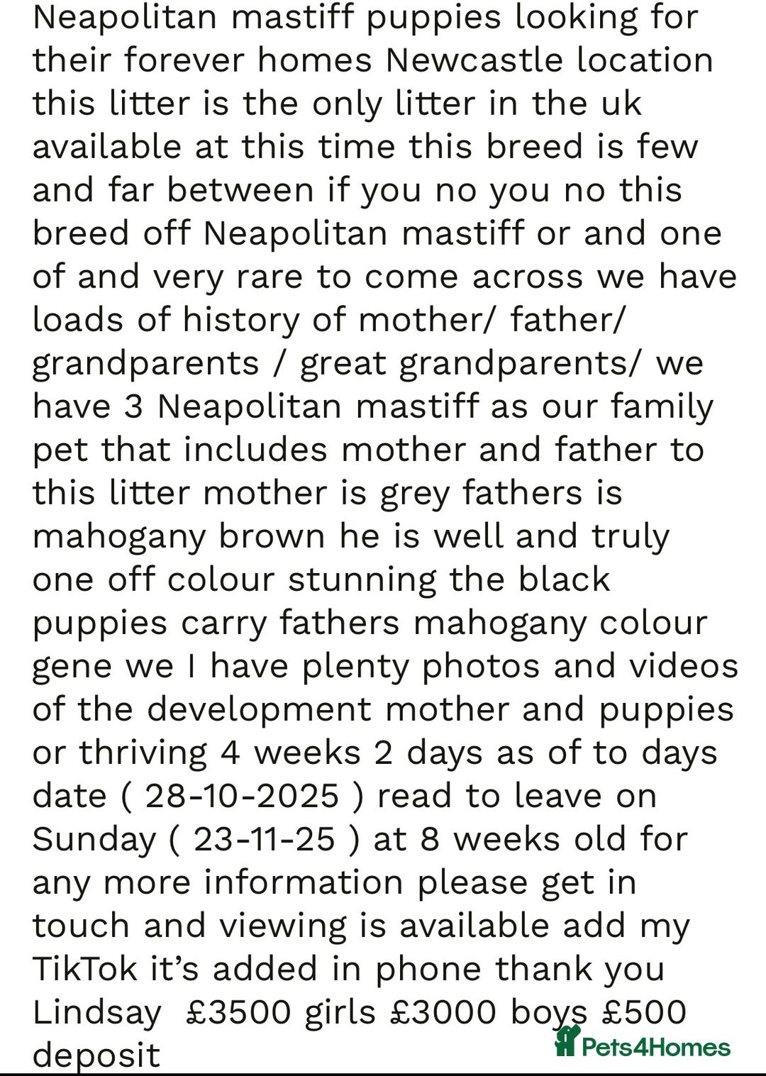 Mastiff dogs for sale: Mastiff puppies (Neapolitan) - Advert 28