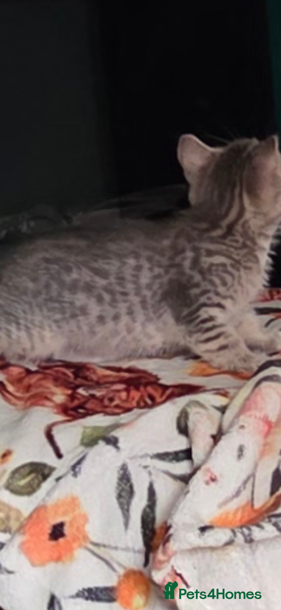 Mixed Breed cats for sale: Kittens ready now  - Image 7