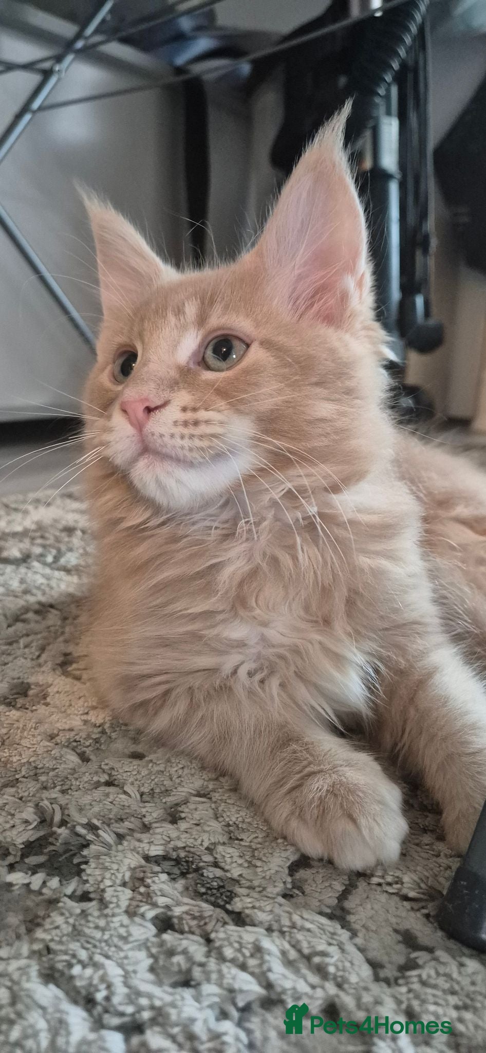 Maine Coon cats Maine Coon kittens Glasgow TICA REGISTERED  - Advert 2