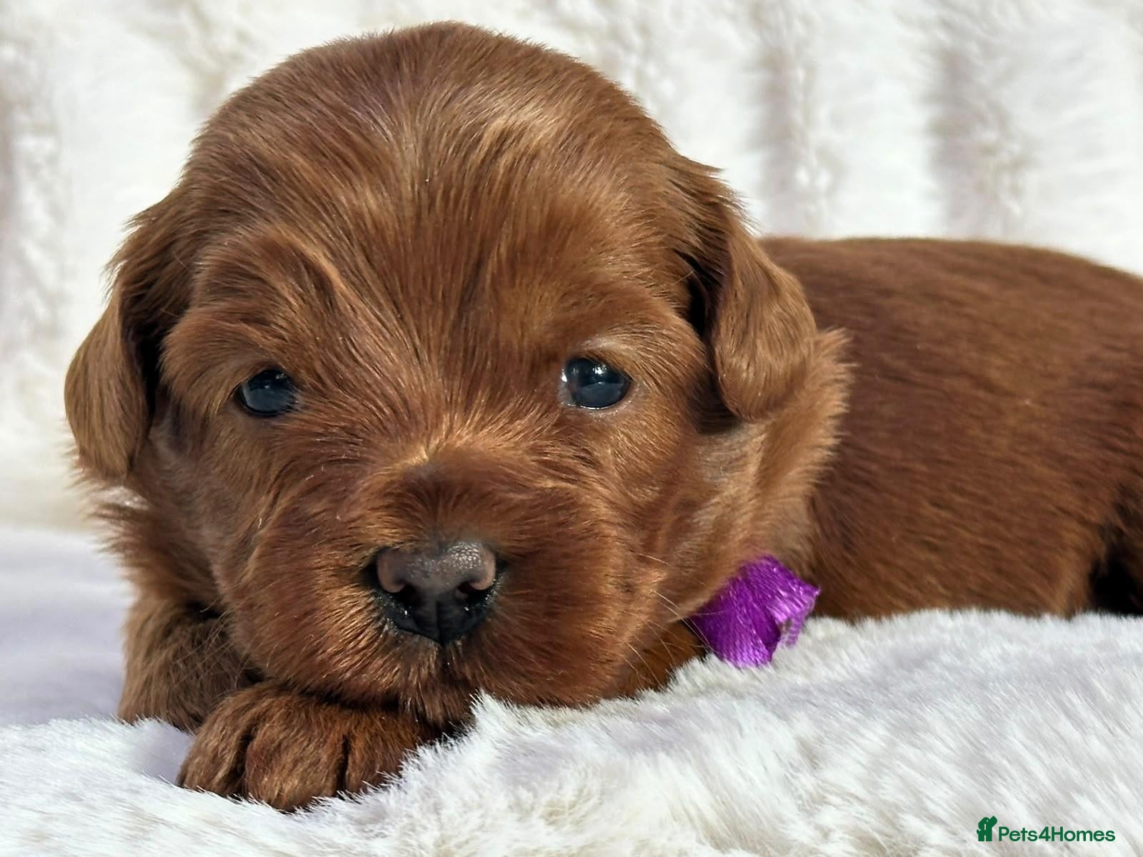 Australian Labradoodle dogs Superior Australian Labradoodle Puppies - Advert 2