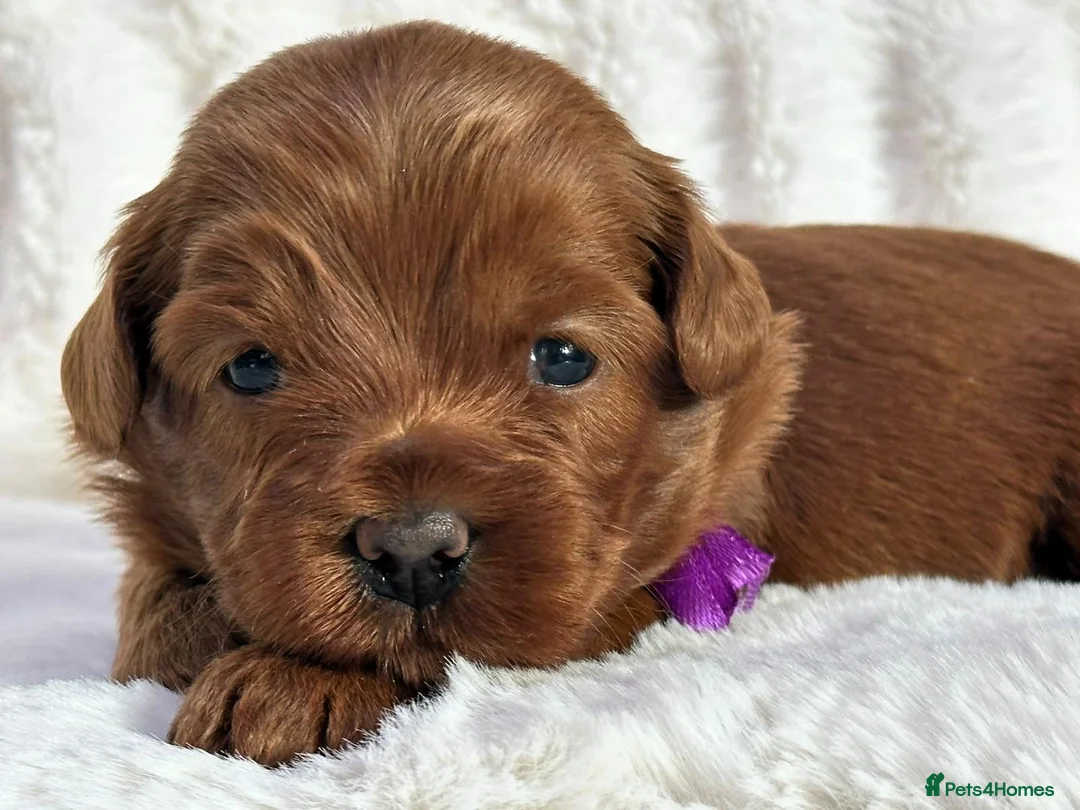 Australian Labradoodle dogs for sale: Superior Australian Labradoodle Puppies - Advert 2