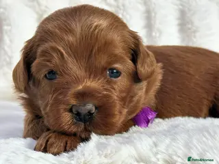 Australian Labradoodle dogs Superior Australian Labradoodle Puppies - Advert 2