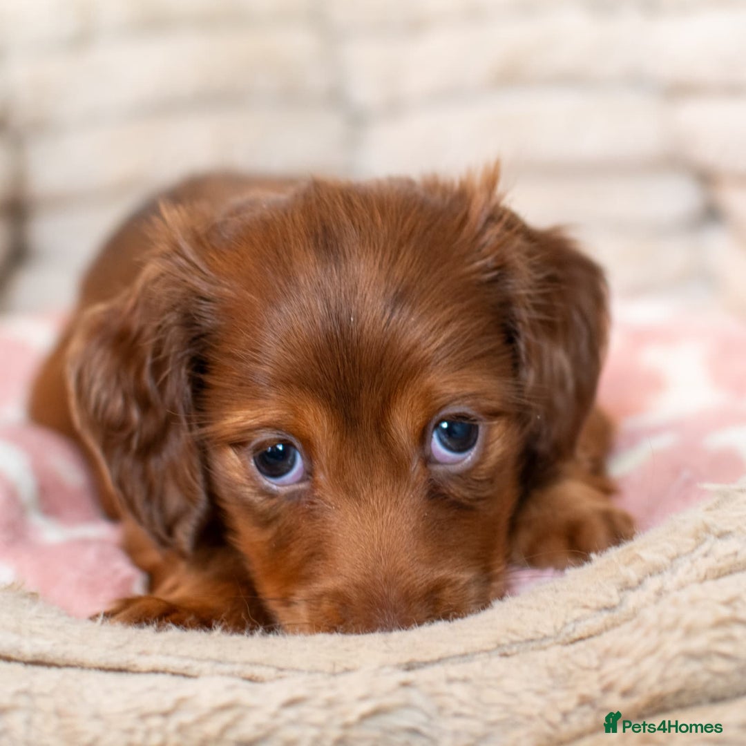 Miniature Dachshund dogs for sale:  Miniature Long-Haired Dachshund Puppies–Red Merle - Advert 8