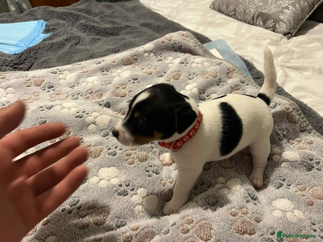 Jack Russell dogs for sale: Jack Russell Puppies for Sale  - Image 11