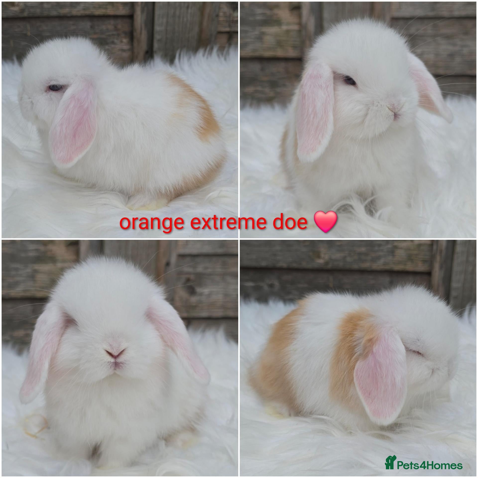 Mini Lop rabbits Gorgeous pure breed mini lops  - Advert 1