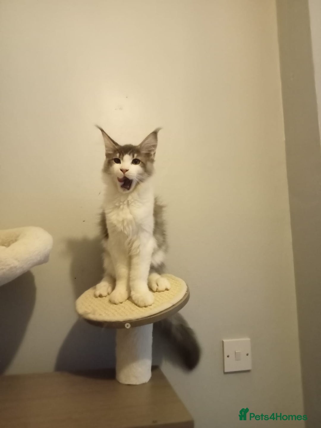 Maine Coon cats for sale: Maine coon kittens - Image 9