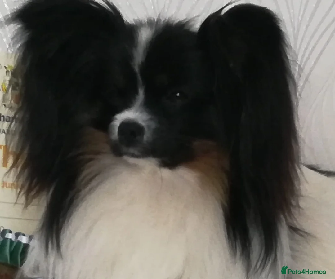Papillon dogs for sale: Papillon puppy girls - Advert 19