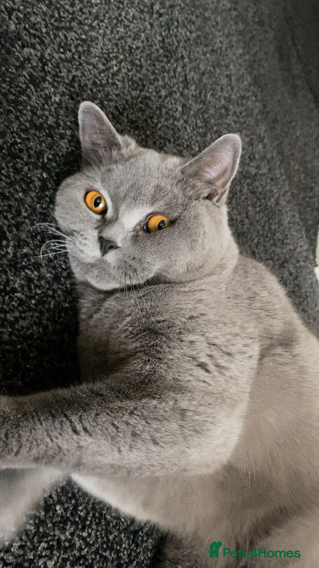 British Shorthair cats for sale: Beautiful British shorthair kittens💖💖 - Advert 2