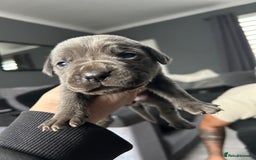 Cane Corso dogs for sale: Cane Corso Puppies  - Advert 26