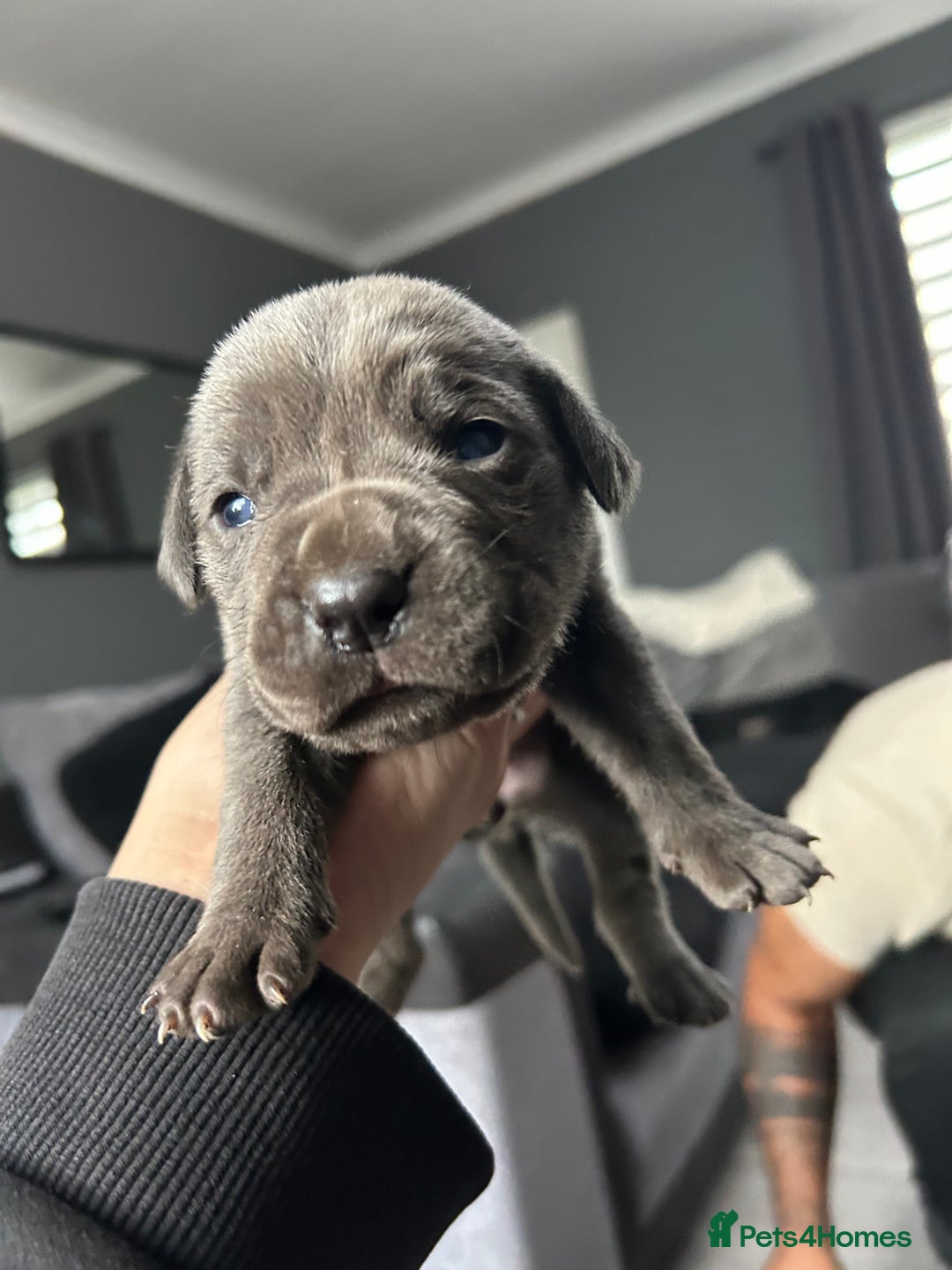 Cane Corso dogs for sale: Cane Corso Puppies  - Advert 26