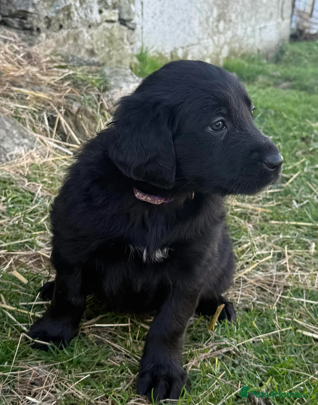 Labrador Retriever dogs for sale: Labrador x huntaway puppies ⭐️only 1 girl left⭐️ - Advert 5