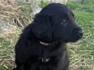 Labrador Retriever dogs Labrador x huntaway puppies ⭐️only 2 girls left⭐️ - Advert 9