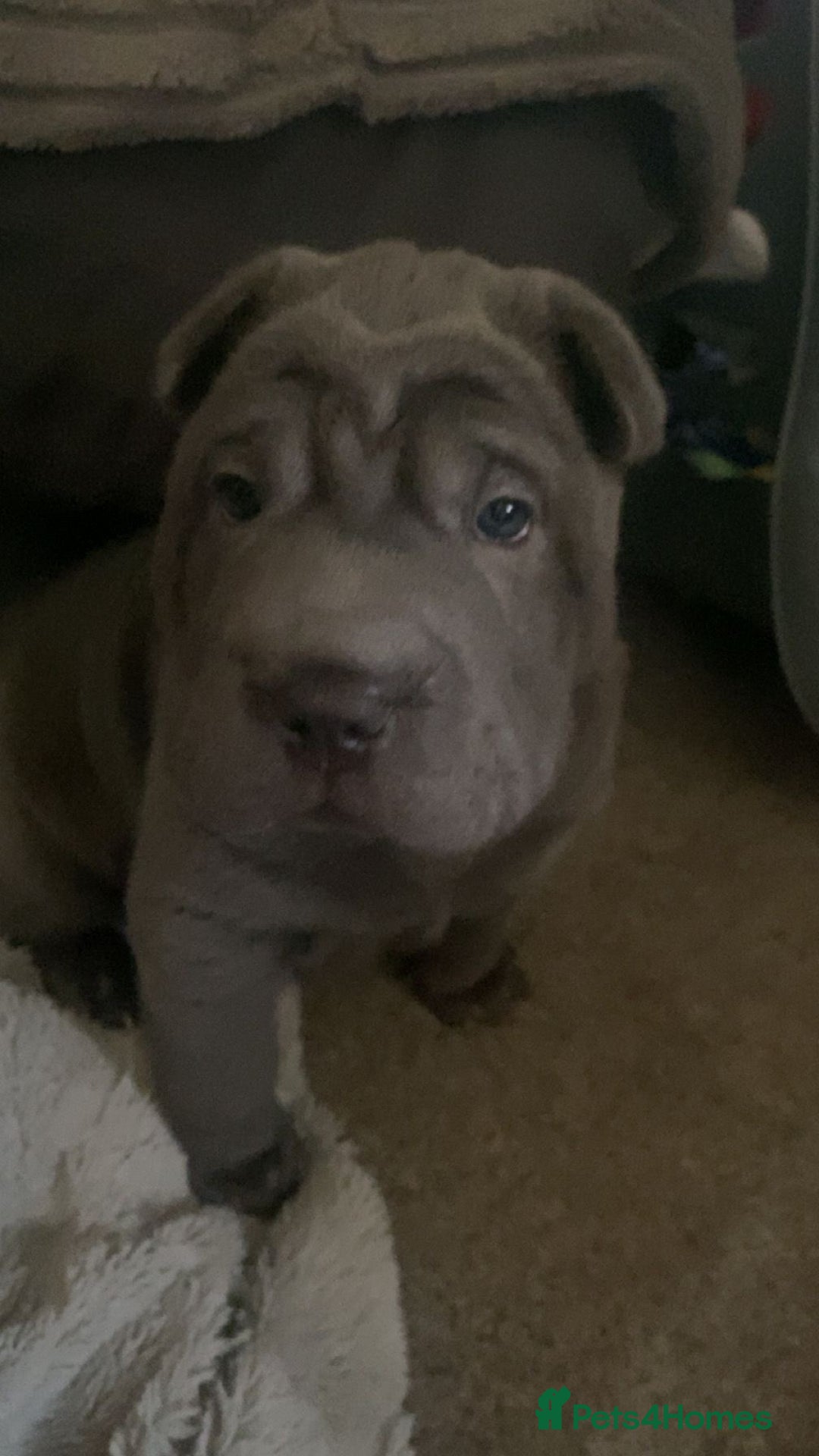 Shar Pei dogs for sale: 2 beautiful full shar pei boys !!!  - Image 11