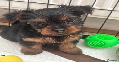 Yorkshire Terrier dogs - Advert 10