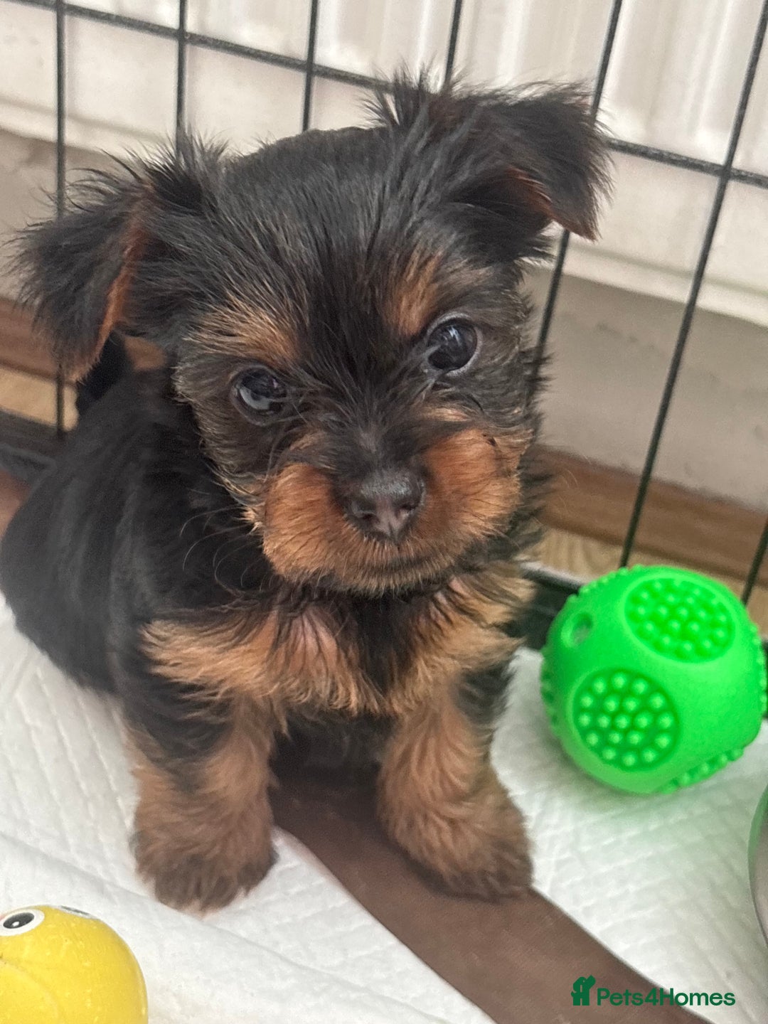 Yorkshire Terrier dogs for sale: ❤️Last girl available Miniature yorkshire terrier - Image 2