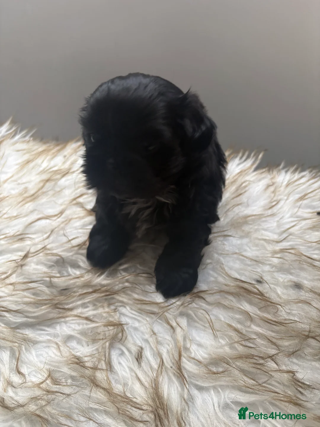 Shih Tzu dogs for sale: 3 Beautiful Puppys - Advert 10