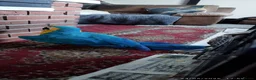 Macaws birds for sale: Macaw blue and yellow  in Thetford - Advert 2