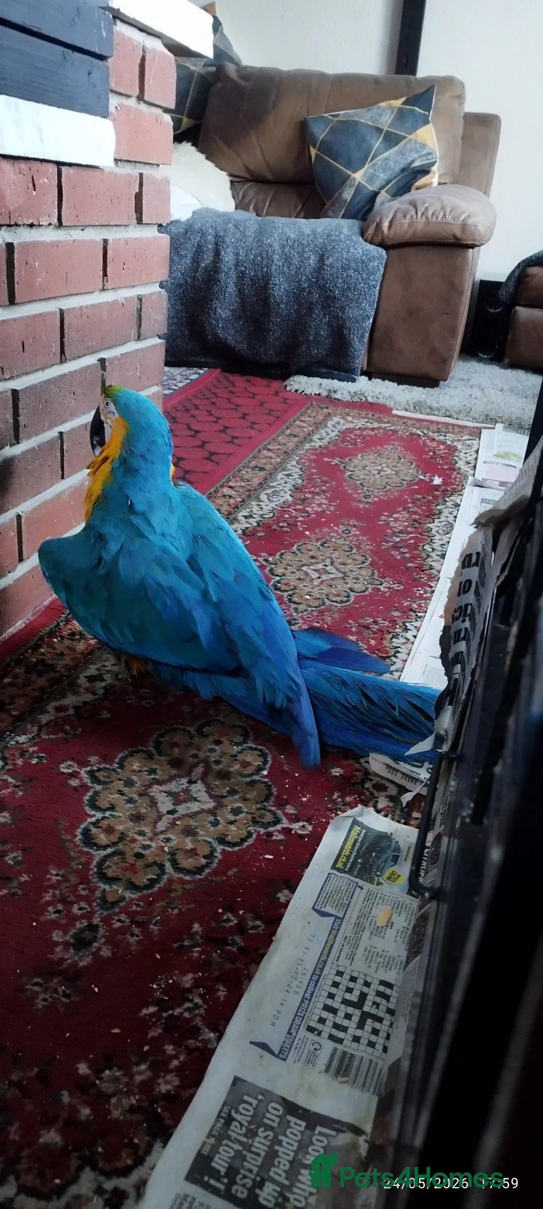 Macaws birds for sale: Macaw blue and yellow  in Thetford - Advert 2