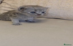 British Shorthair cats for sale: Black smoke british shorthair and 1 blue longhair - Advert 5