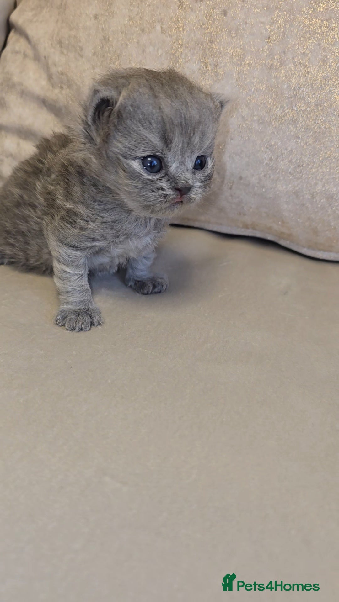 British Shorthair cats for sale: Black smoke british shorthair and 1 blue longhair - Advert 5