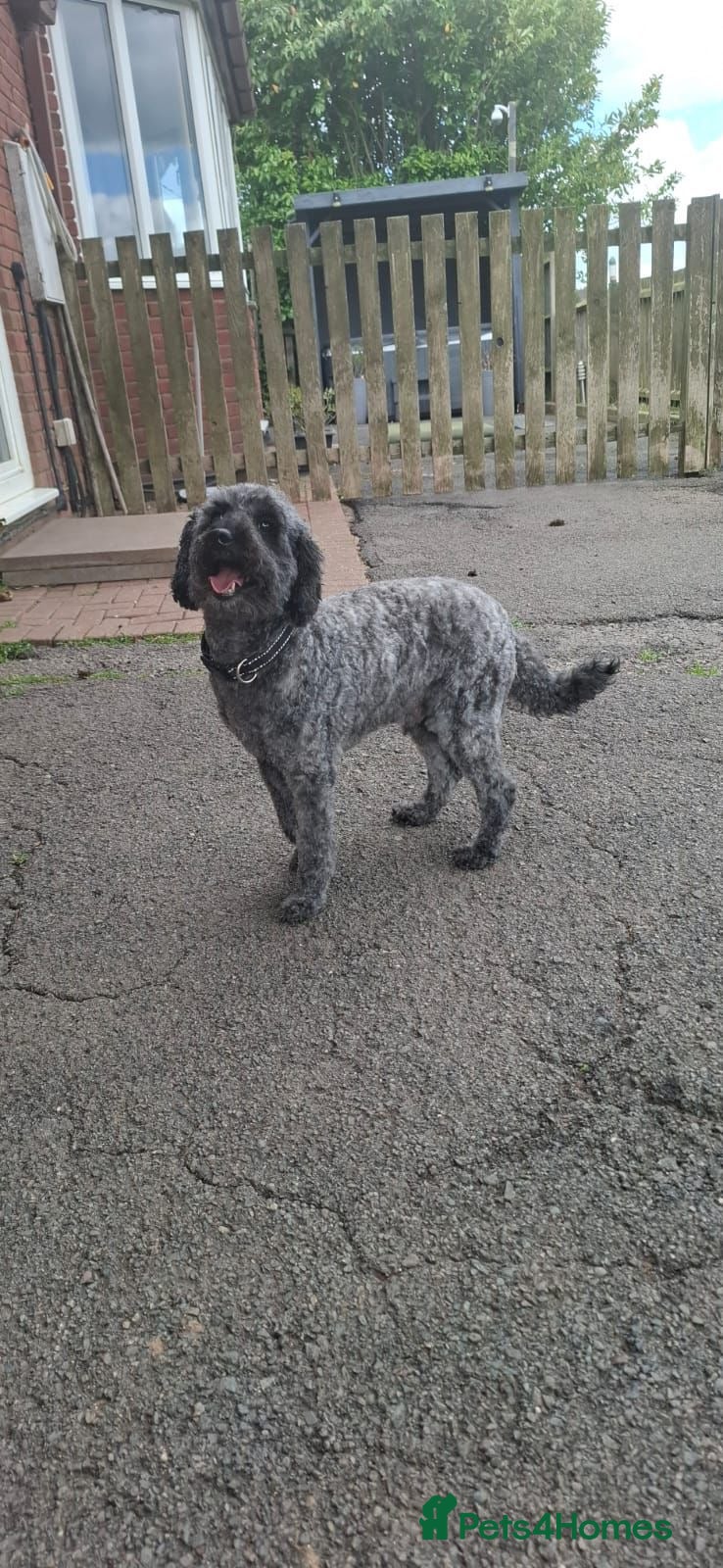 Miniature Poodle dogs Ozzy  - Advert 1