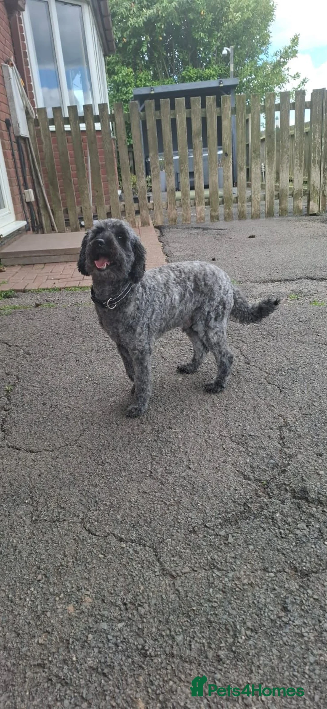 Miniature Poodle dogs for sale: Ozzy  in Telford - Advert 1