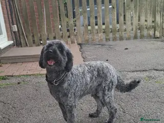 Miniature Poodle dogs Ozzy - Advert 7