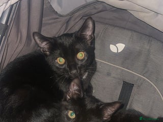 Mixed Breed cats - Advert 38