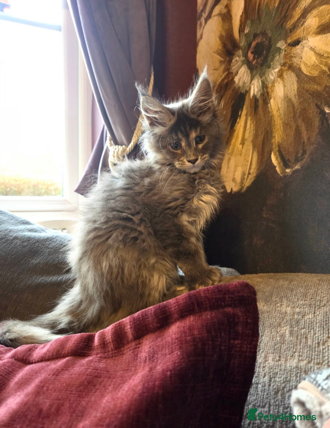 Maine Coon cats for sale: TiCA reg/Parents Fully Health Tested - Advert 25