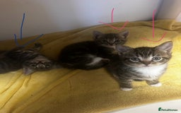 Mixed Breed cats for sale: 6 Of the cutest kittens ever !  - Image 28